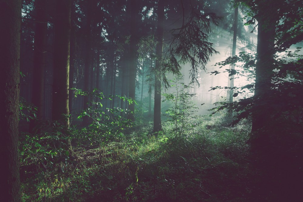 Sonnenlicht zwischen hohen Bäumen im Wald